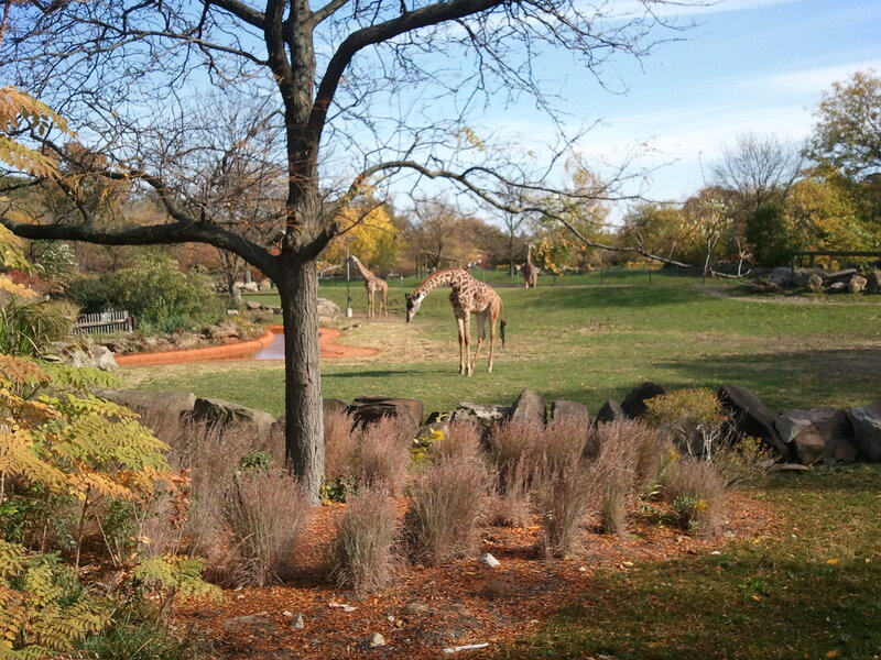 Giraffes in a Zoo Enclosure — Green