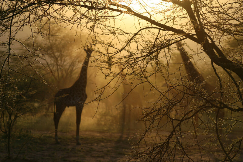 Giraffes in Misty Forest