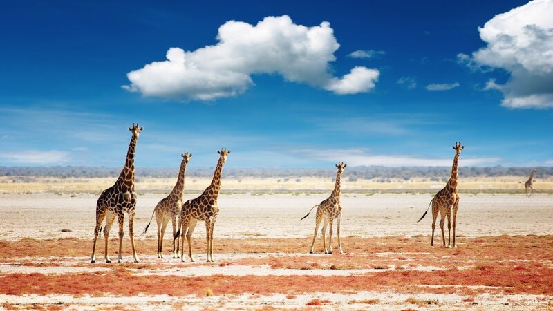 Giraffes in Savanna — Blue, Serene