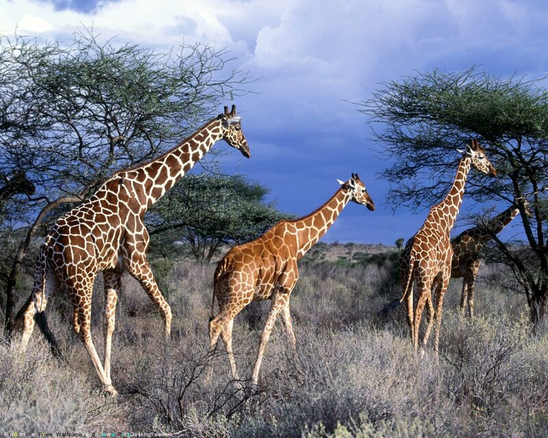 Giraffes in Savanna — Blue