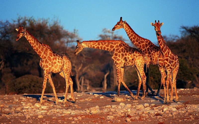 Giraffes in Savanna — Brown