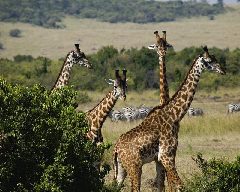 Giraffes in Savanna — Green, Calm, Afternoon, Photograph