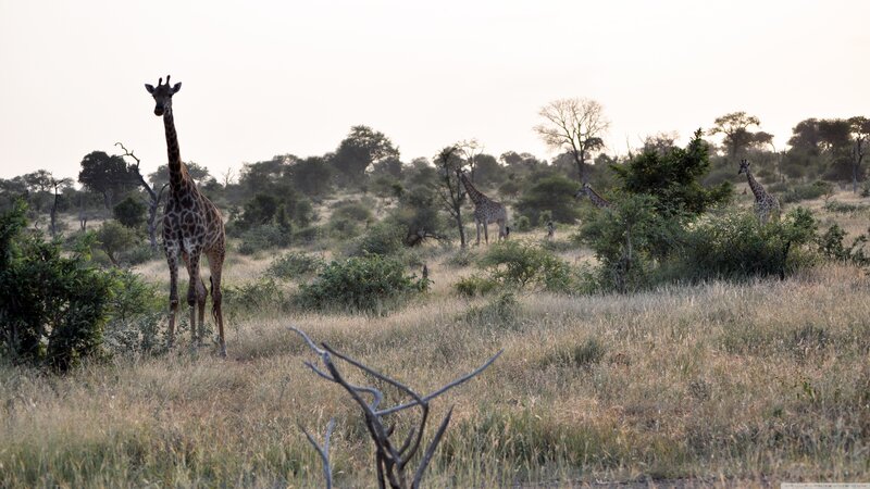 Giraffes in Savanna — Green, Calm, Sunset