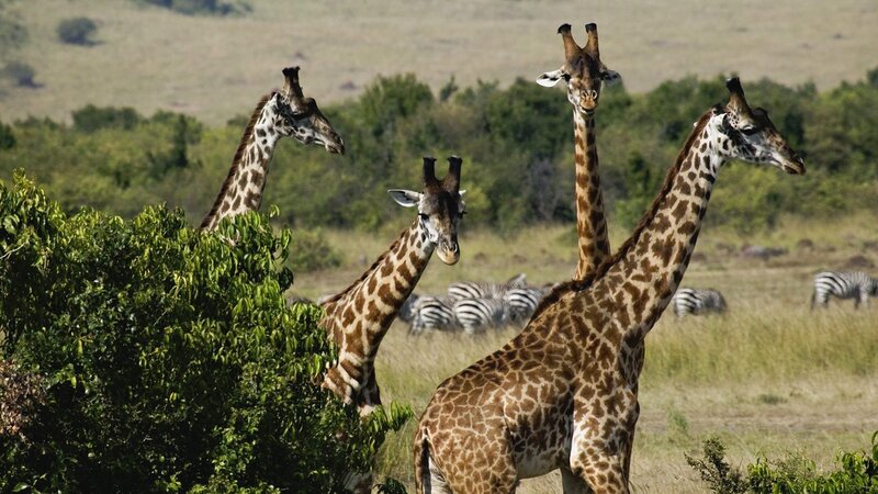 Giraffes in Savanna — Green, Calm