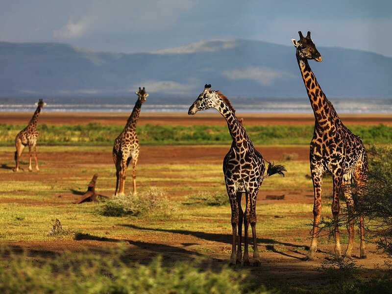 Giraffes in Savanna — Green, Serene, Afternoon, Photograph