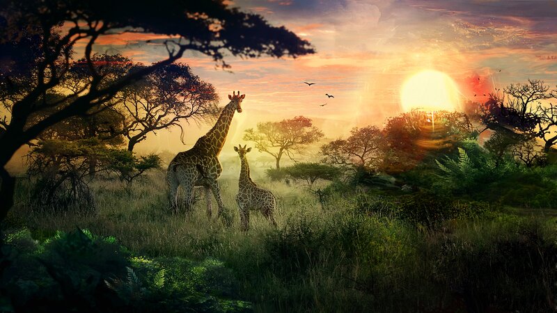 Giraffes in Savanna — Green, Serene