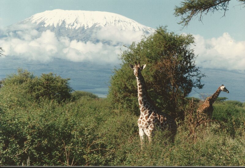 Giraffes in Savanna — Green