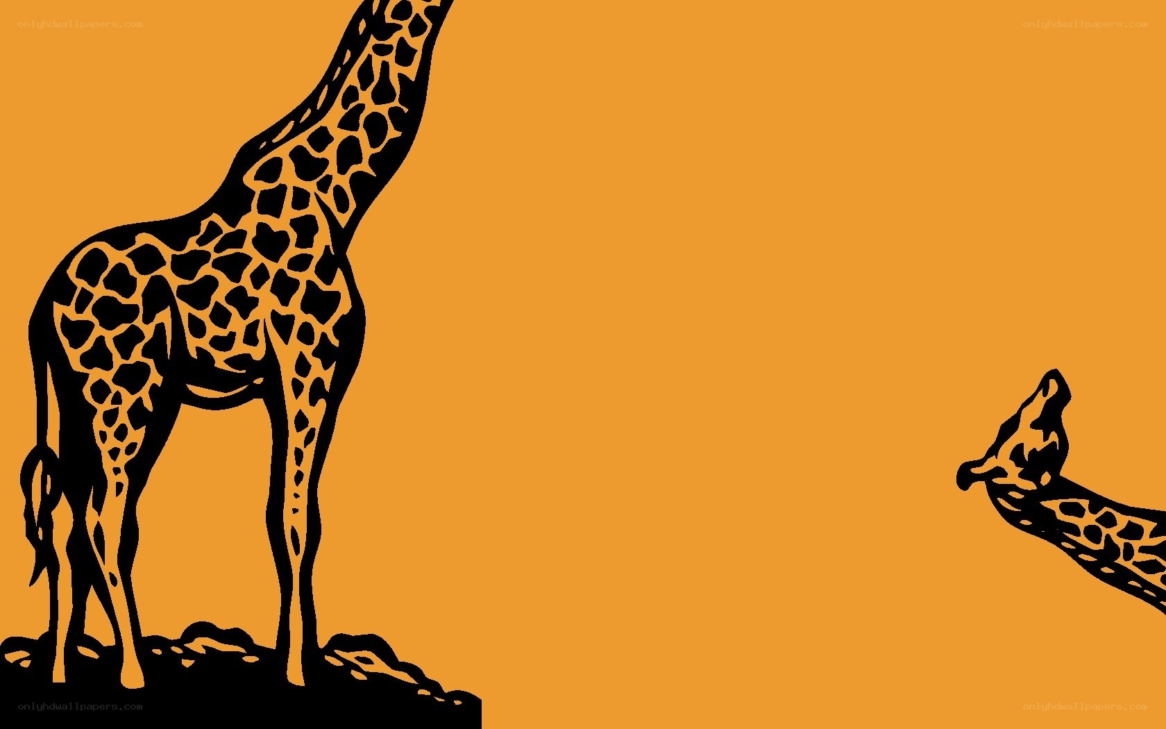 Giraffes in silhouette
