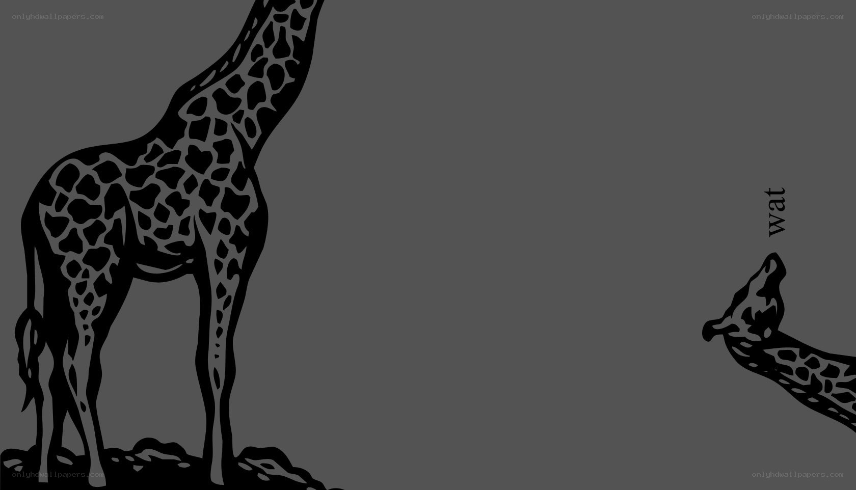 giraffes in silhouette