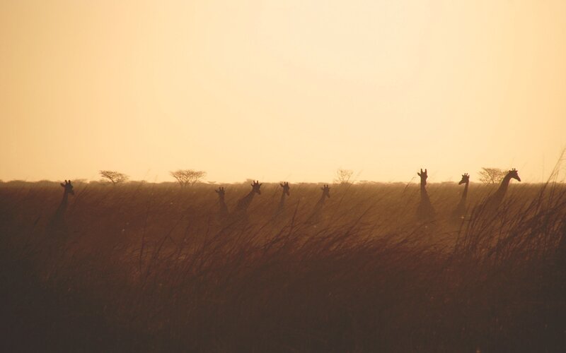 Giraffes in Tall Grass