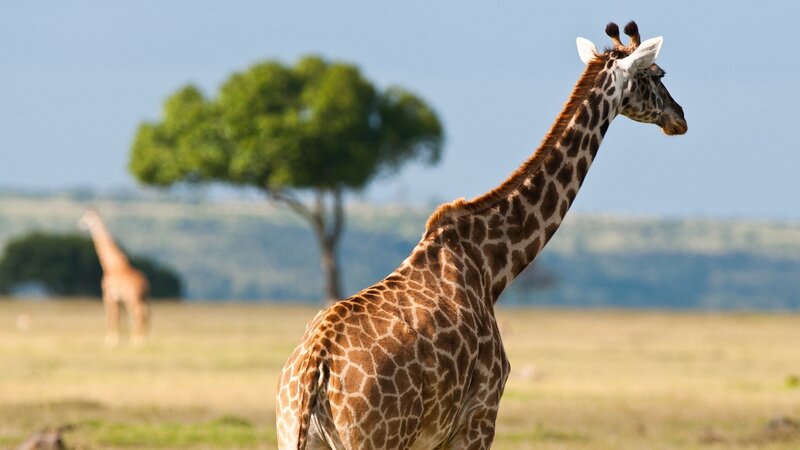 Giraffes in the savanna
