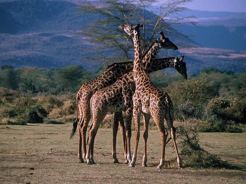 Giraffes in the savanna