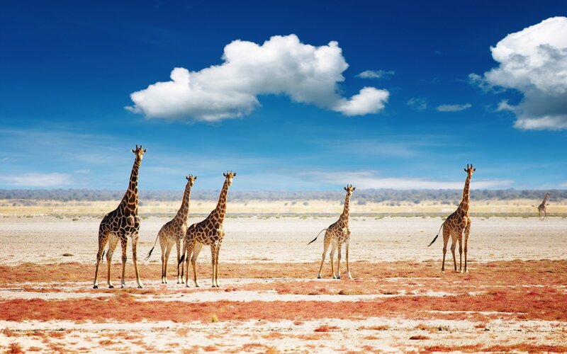 Giraffes in the savanna