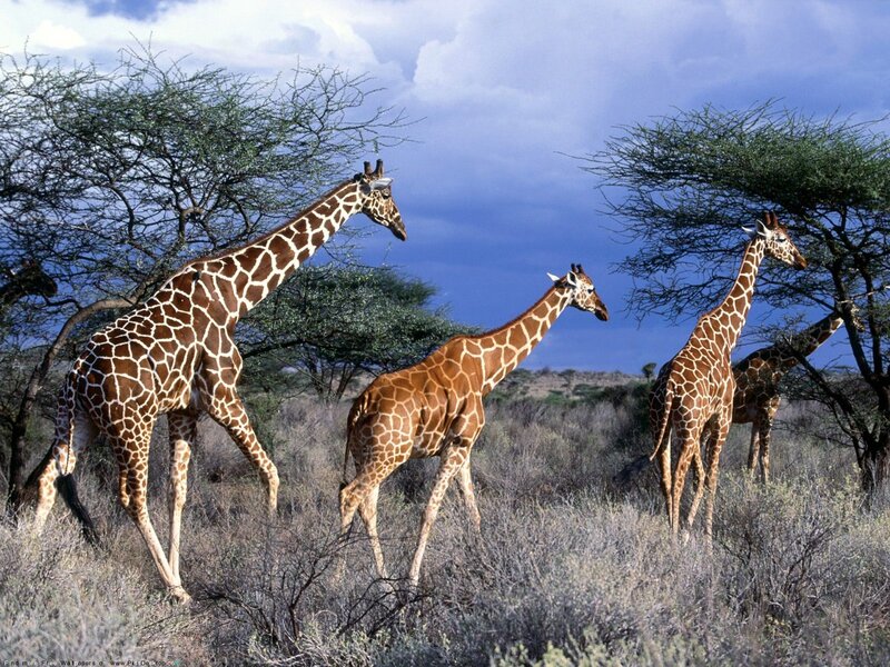 giraffes in the savanna