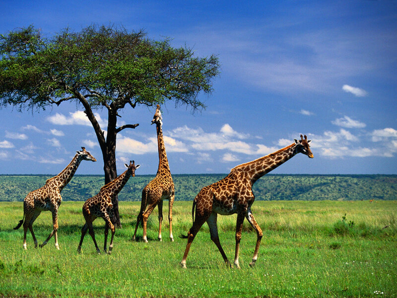 giraffes in the savanna