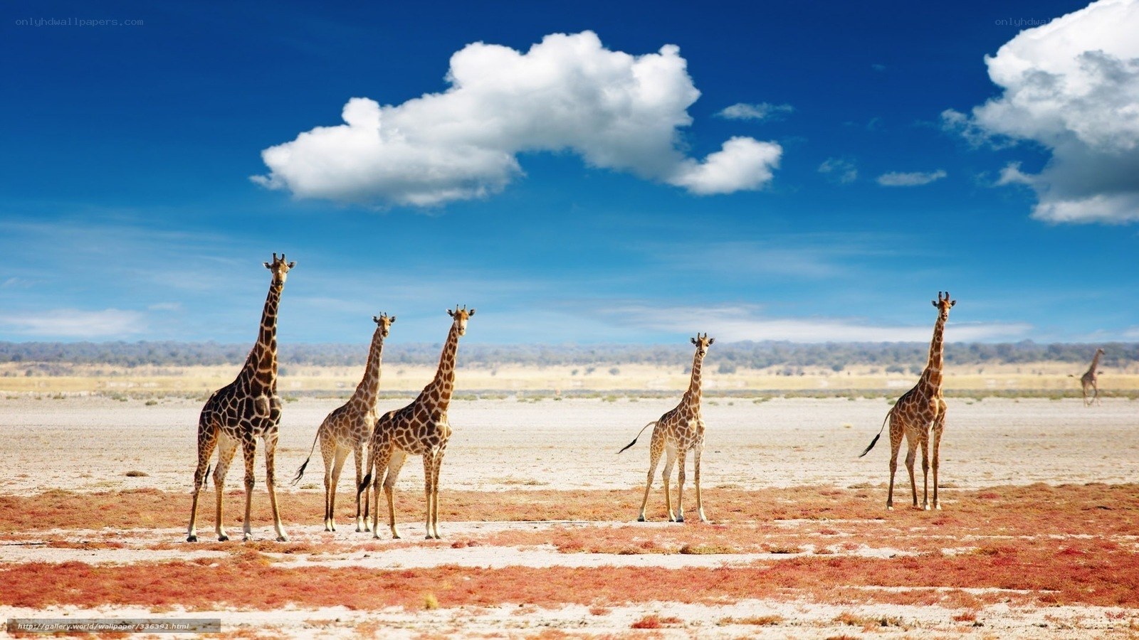giraffes in the savanna