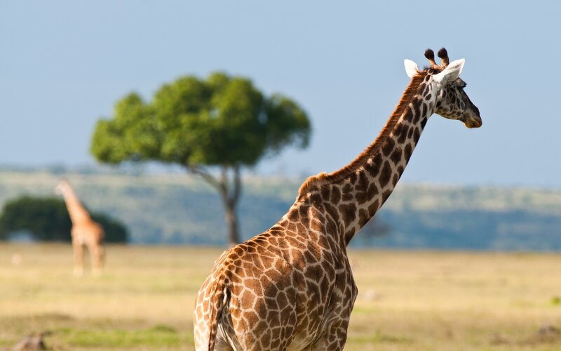 Giraffes in the savanna