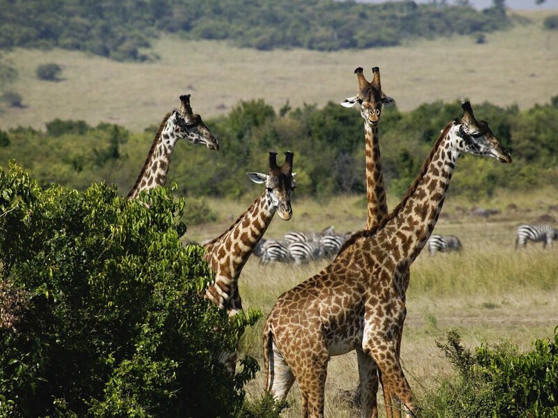 Giraffes in the savanna