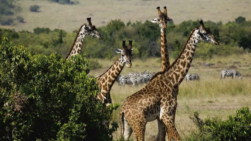 Giraffes in the savanna