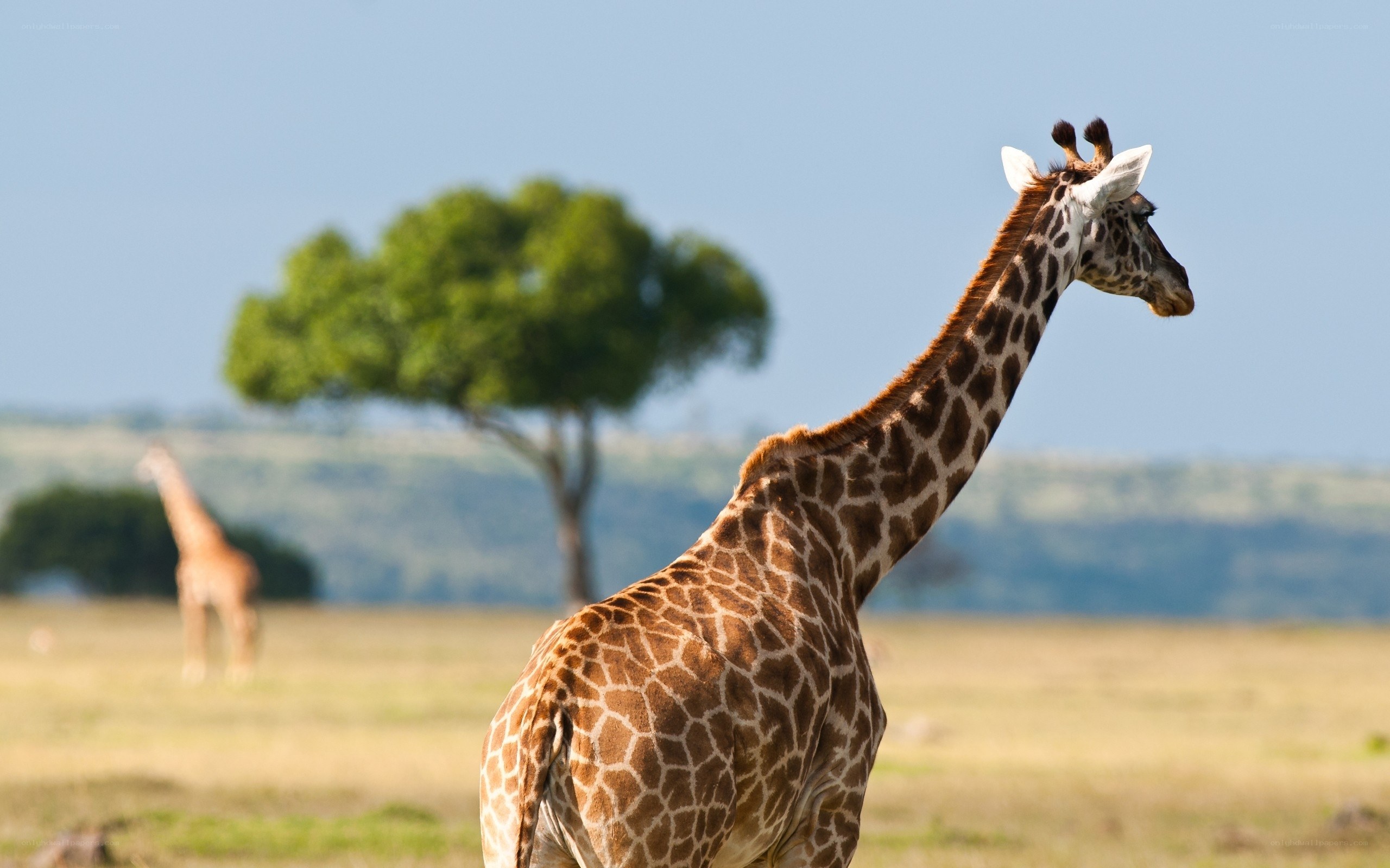 Giraffes in the savanna