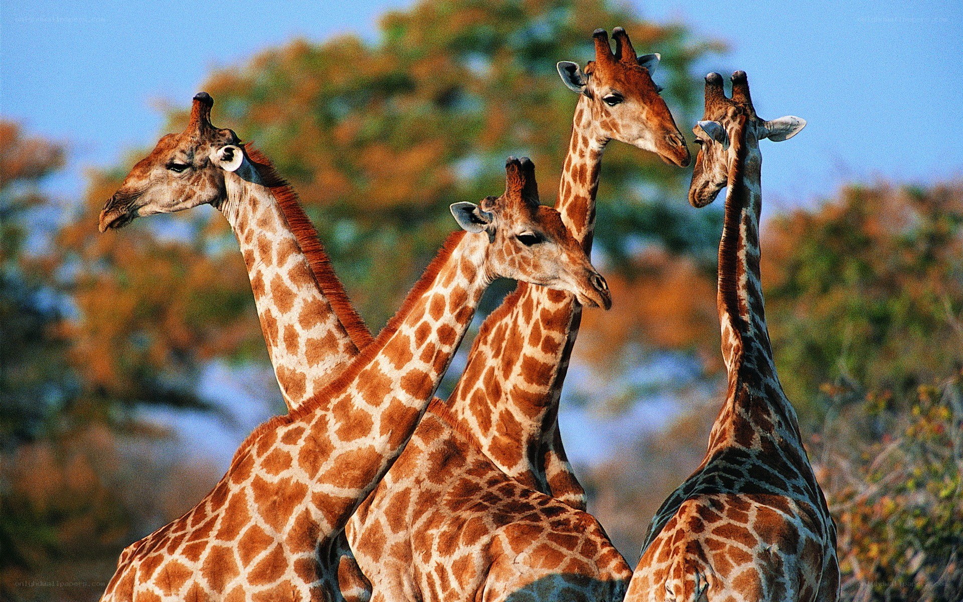 giraffes in the wild