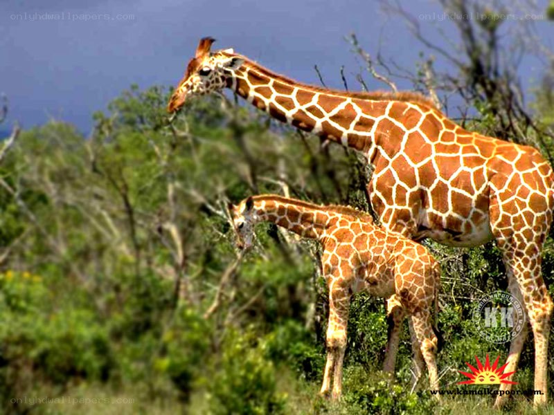 Giraffes in the wild