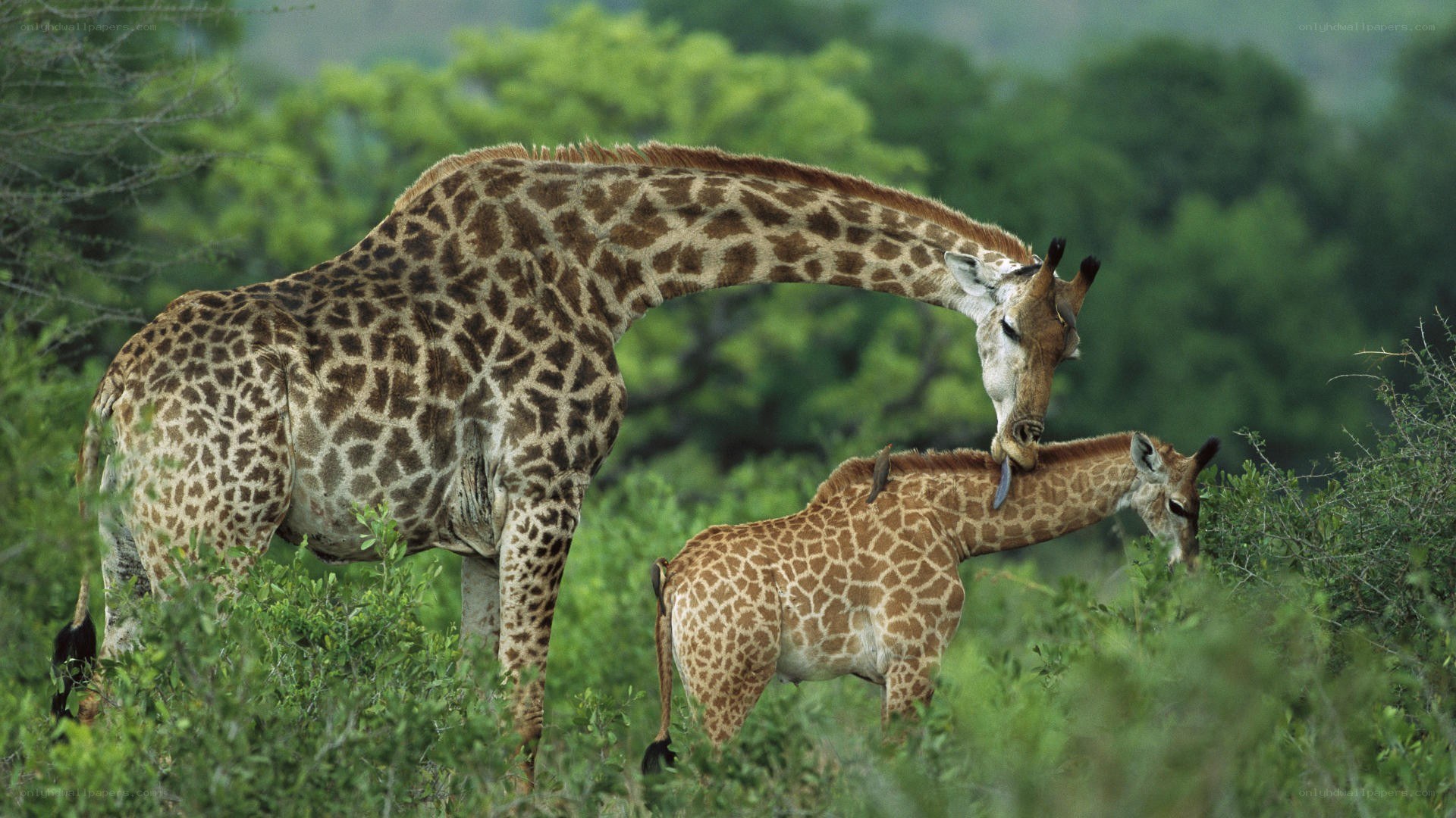 Giraffes in the wild