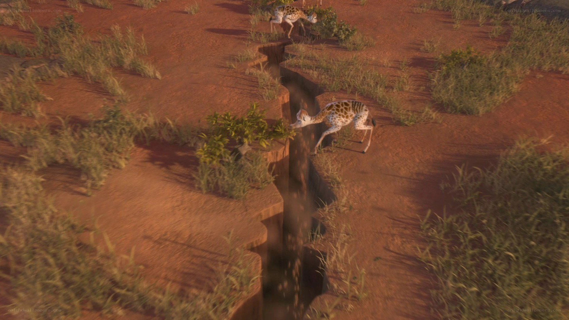 giraffes near a deep crack