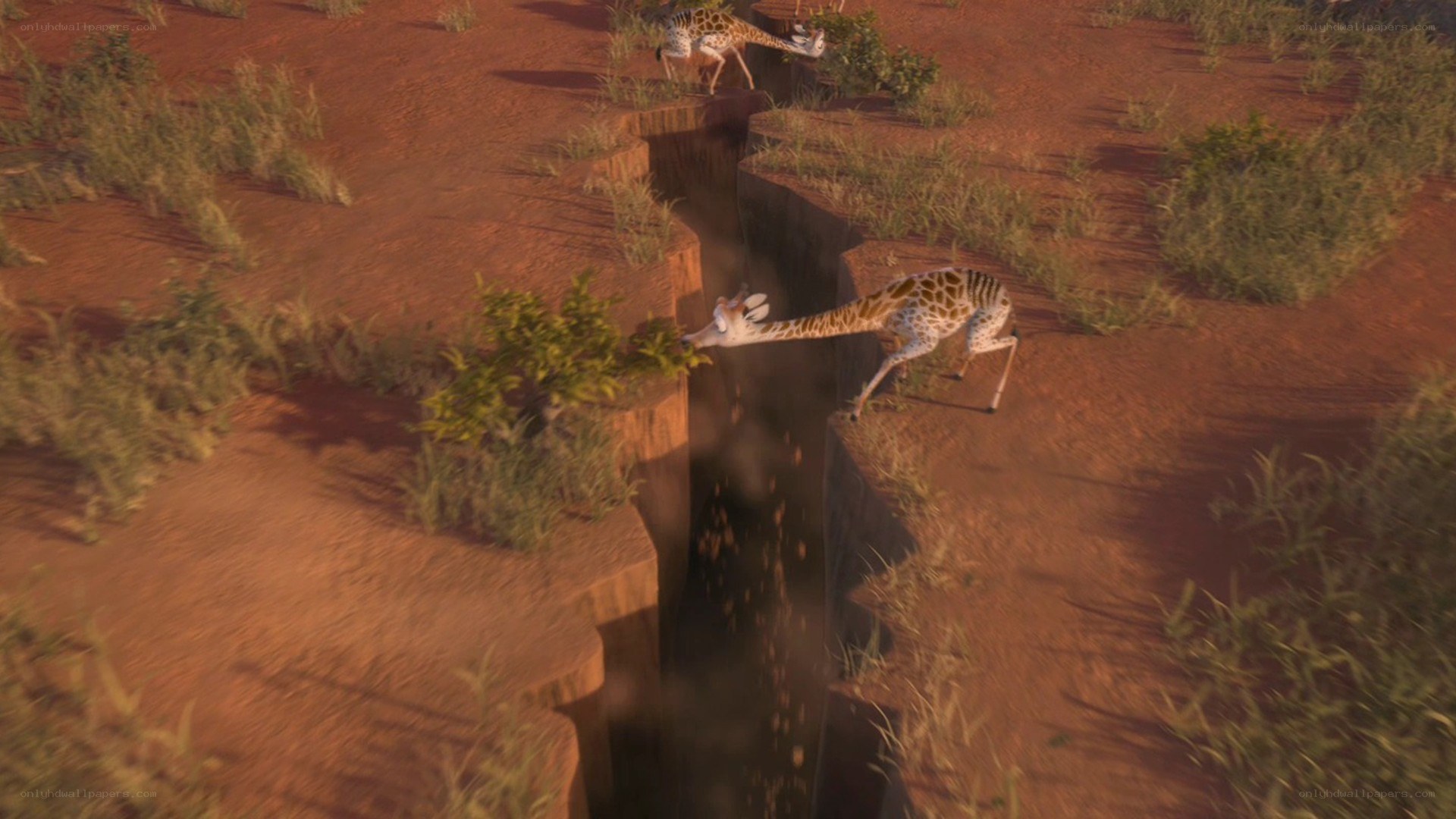 giraffes near a deep crack
