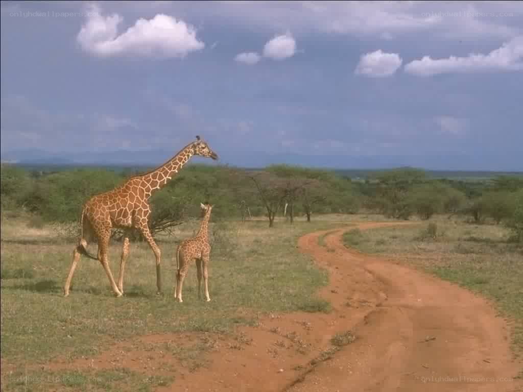 Giraffes on a dirt road