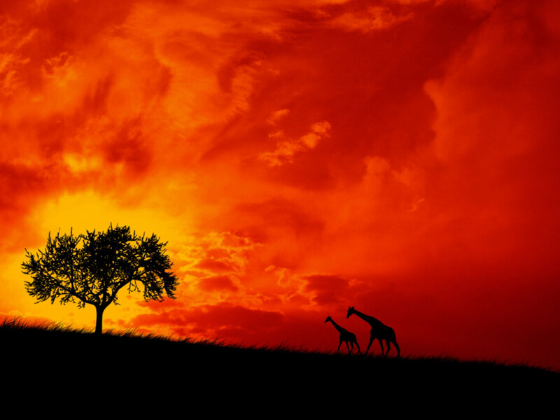 Giraffes on a Hill — Red, Dramatic, Sunset