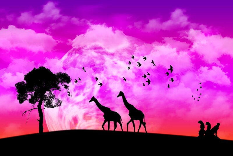 Giraffes on Hill
