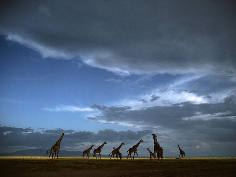 Giraffes on Savanna — Blue, Dramatic