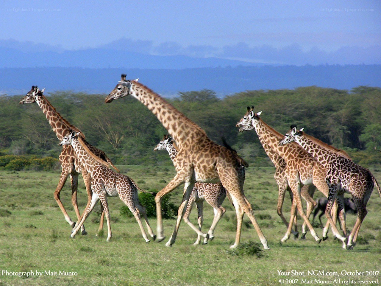 giraffes running in a field