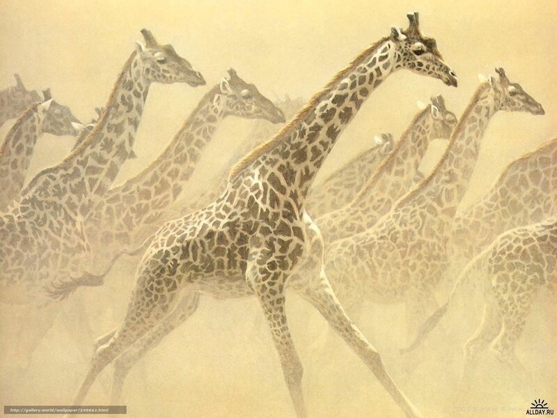 giraffes running in dust