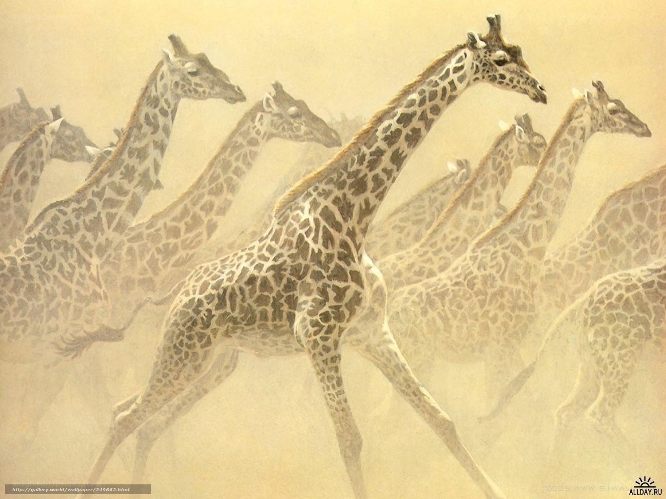 giraffes running in dust