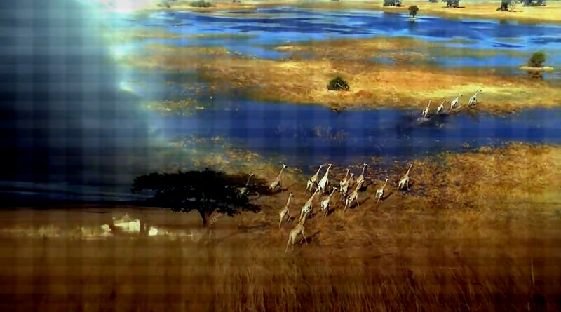 Giraffes Running in Savanna