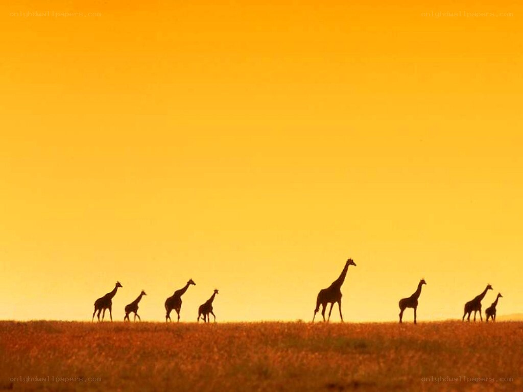 giraffes silhouetted at sunset