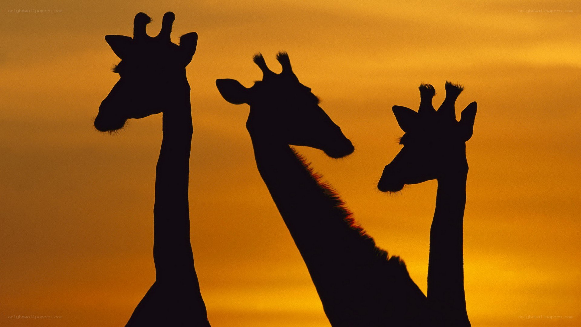 Giraffes silhouetted at sunset