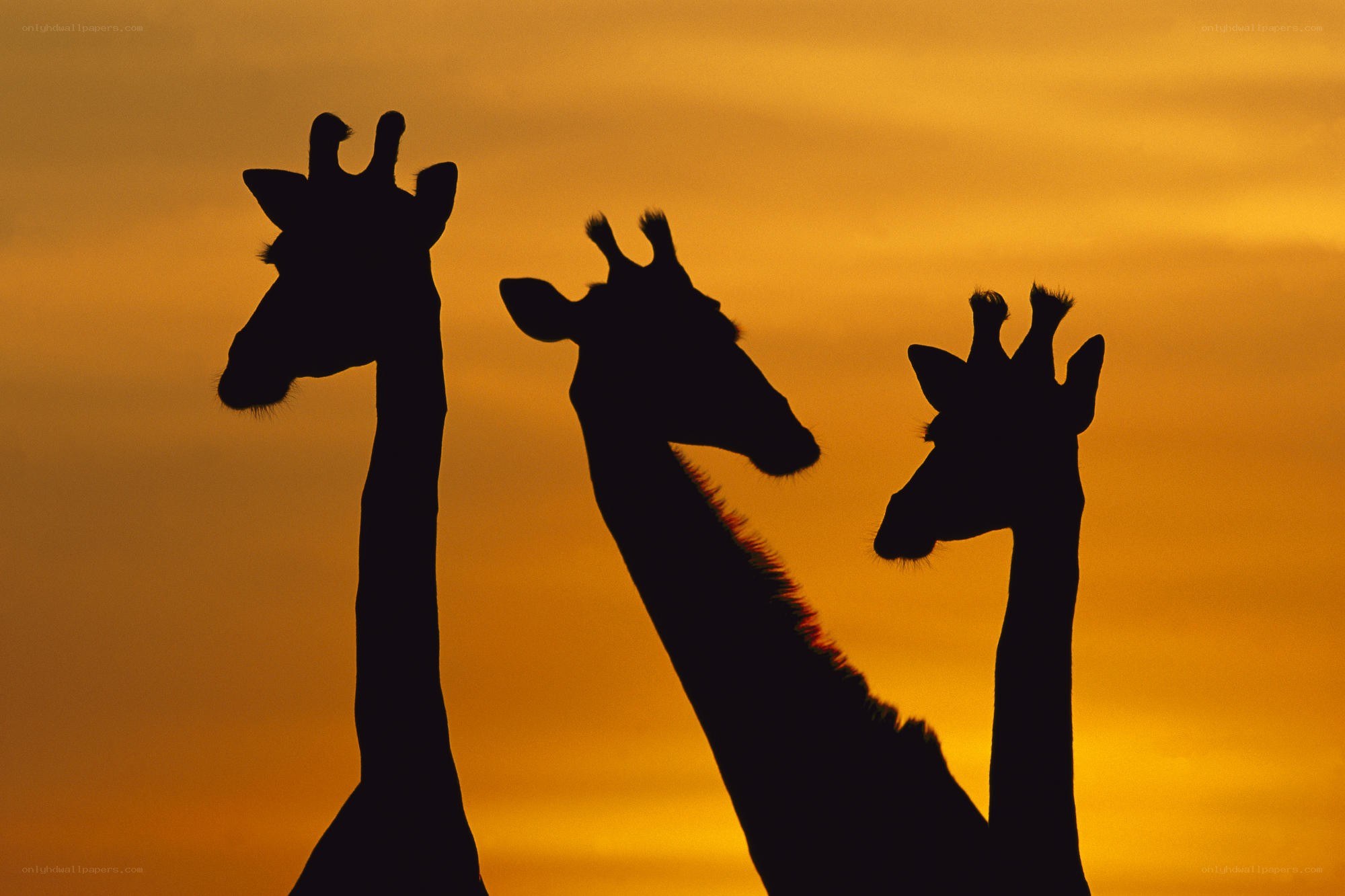 Giraffes silhouetted at sunset