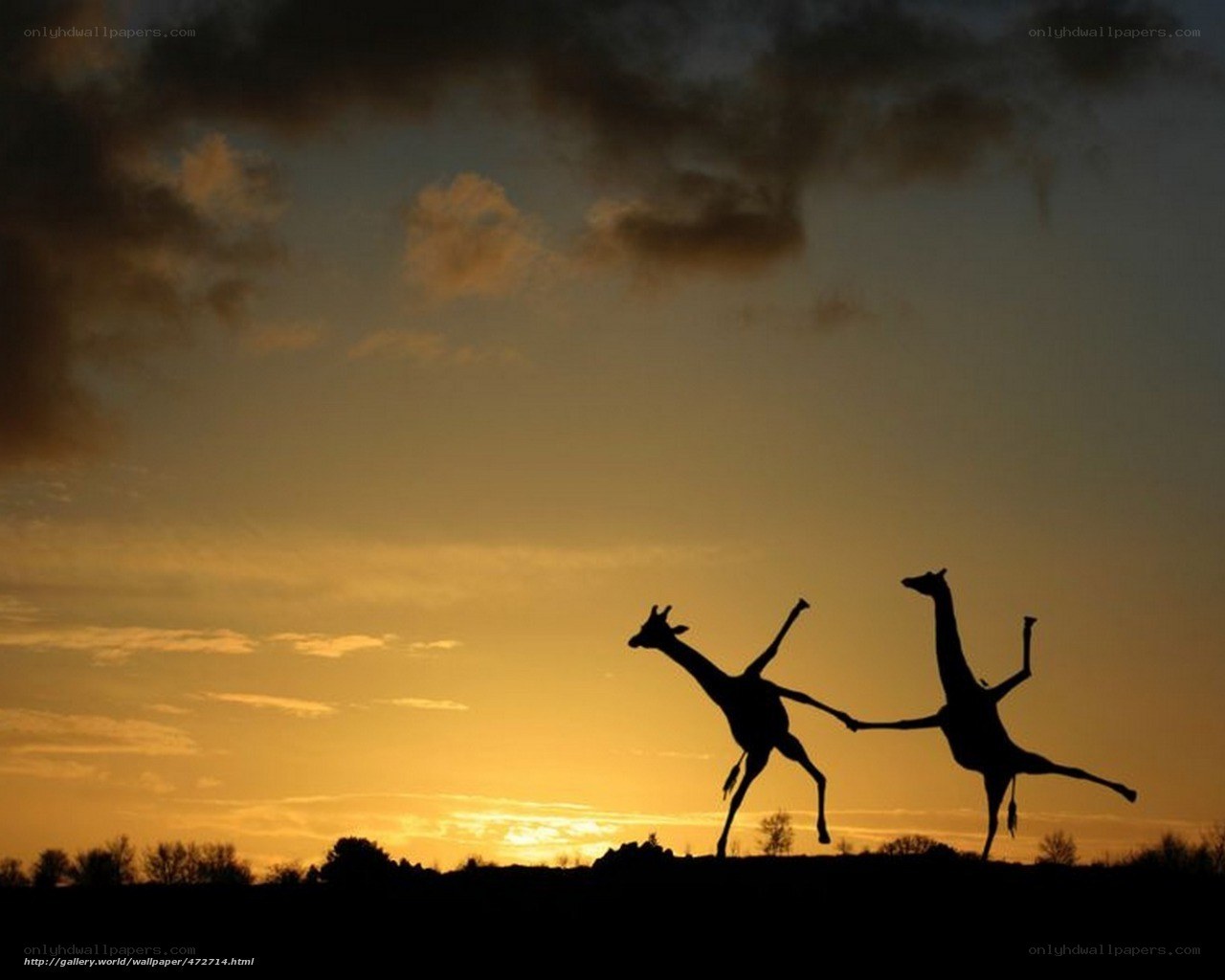 Giraffes silhouetted at sunset