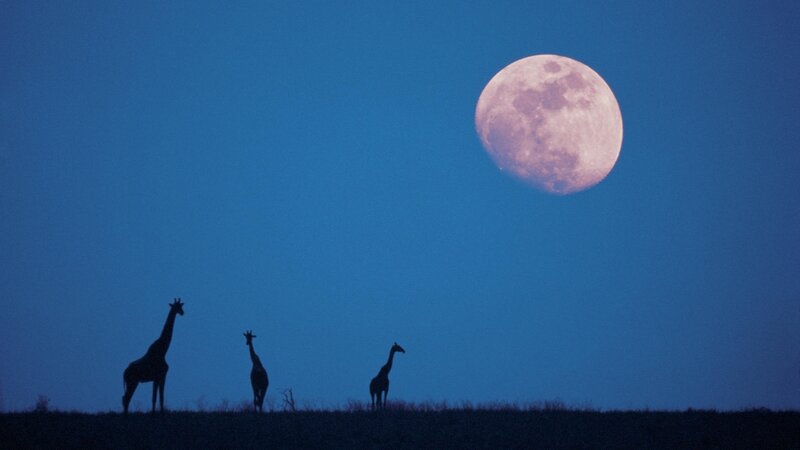 Giraffes silhouetted under full moon