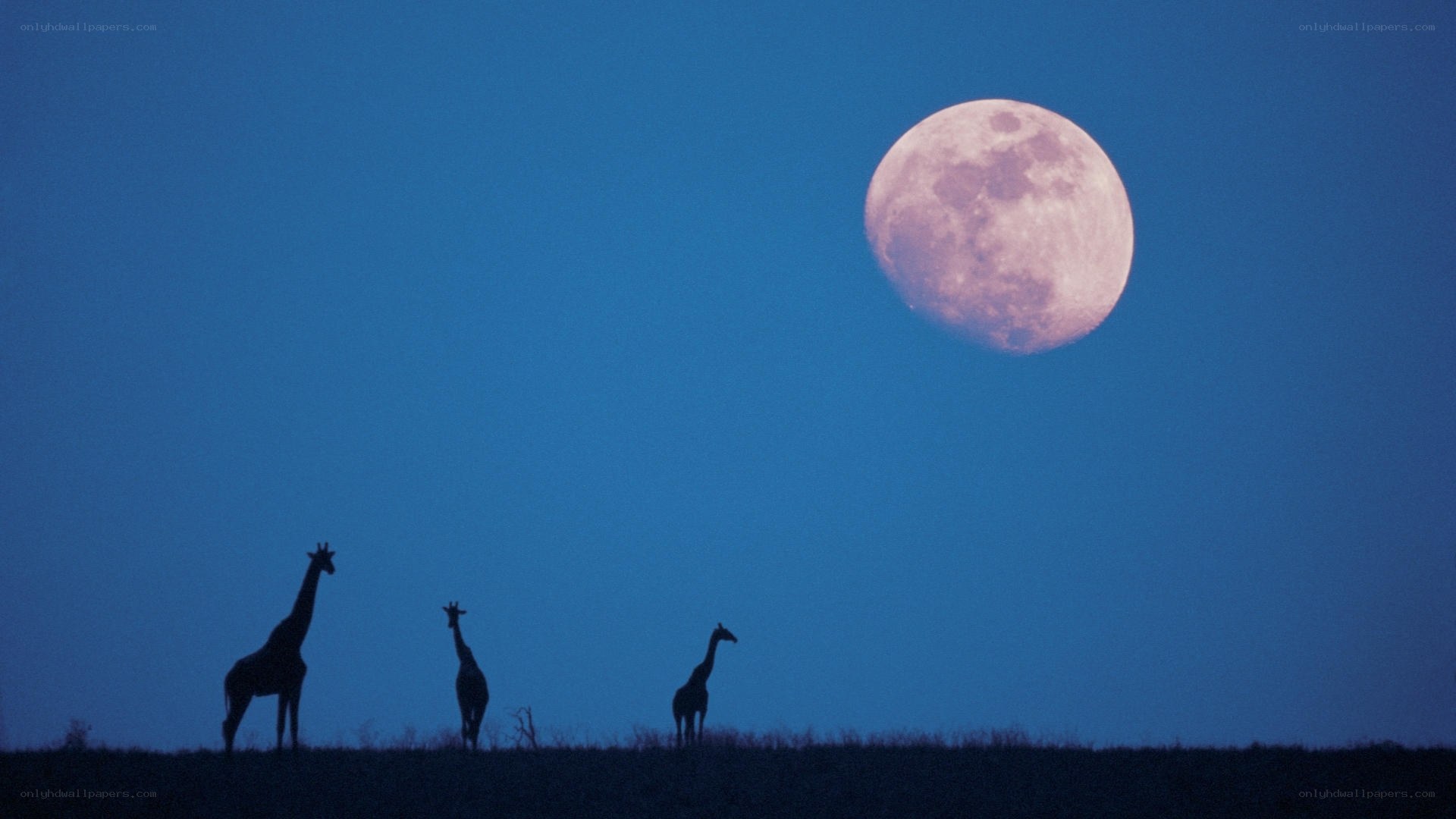Giraffes silhouetted under full moon