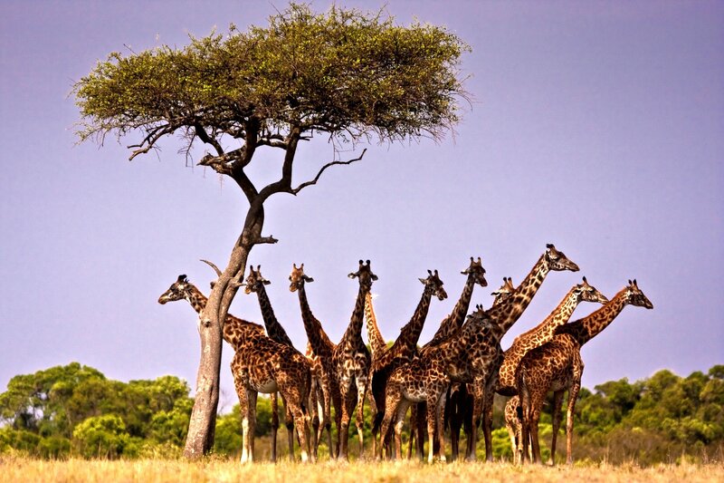 giraffes under a tree