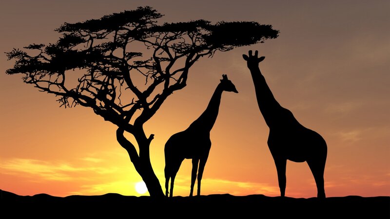 Giraffes under acacia tree at sunset