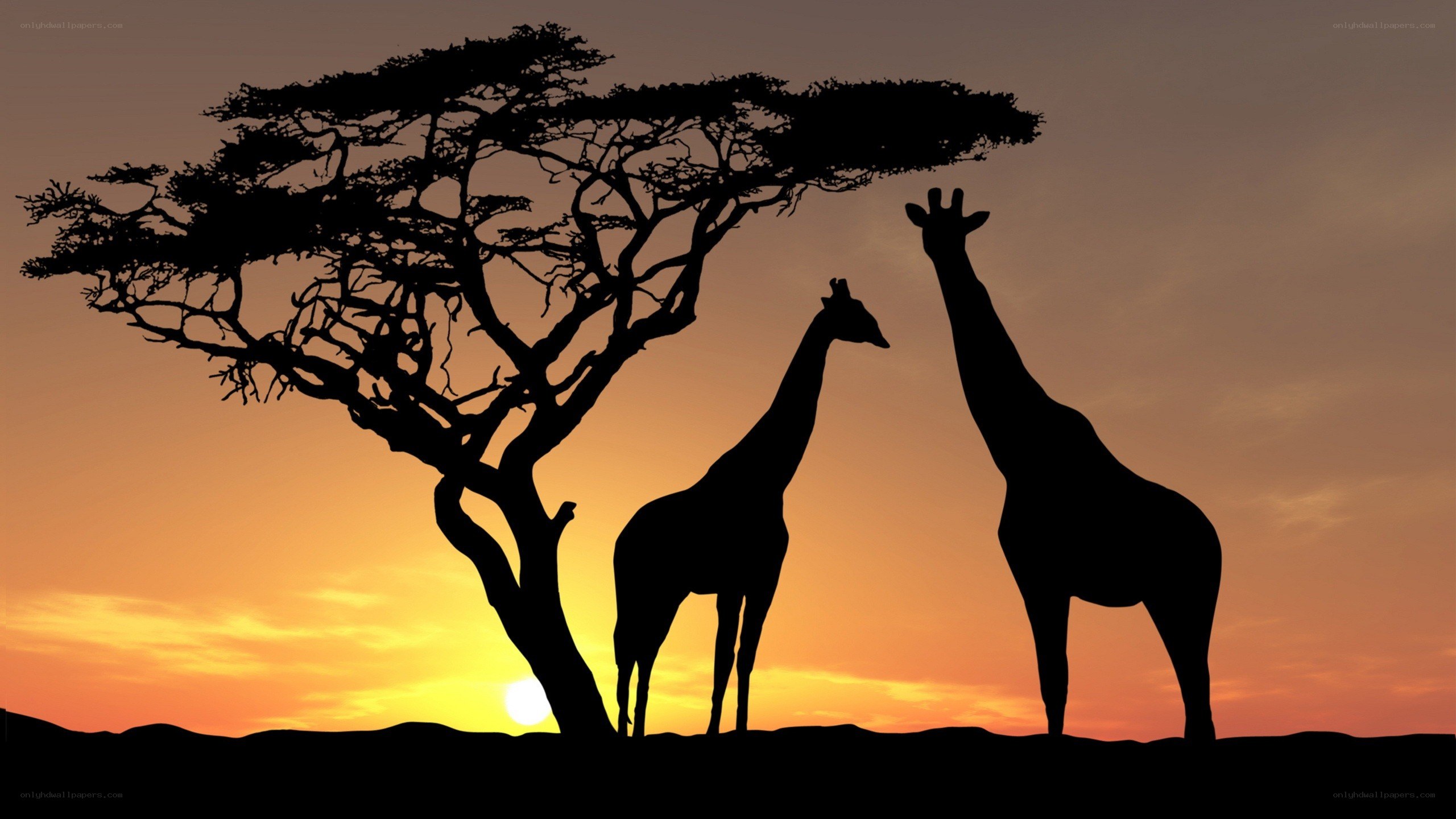 Giraffes under acacia tree at sunset