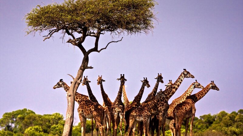 Giraffes under Acacia Tree