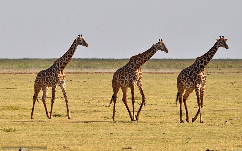 giraffes walking in savanna