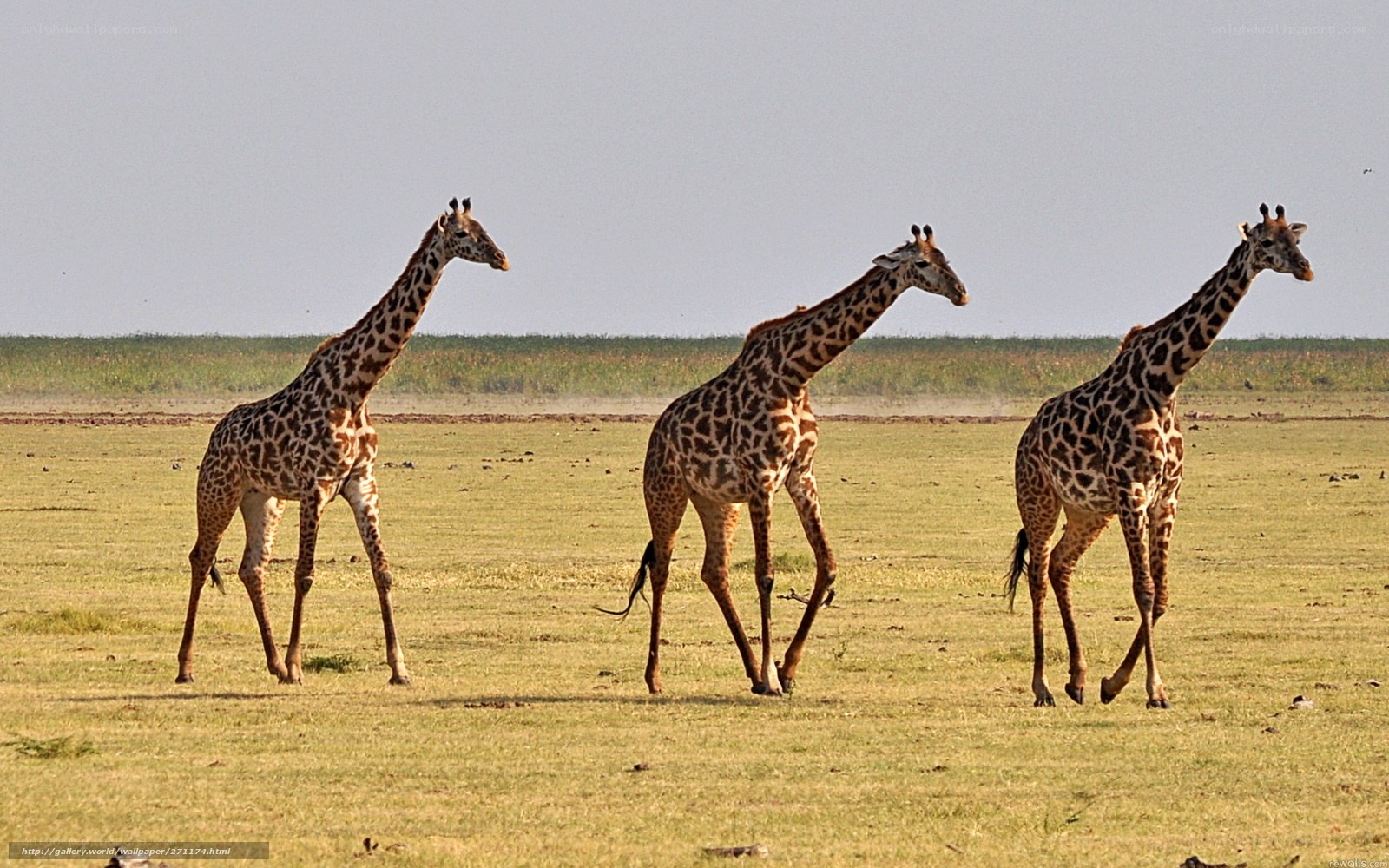 giraffes walking in savanna