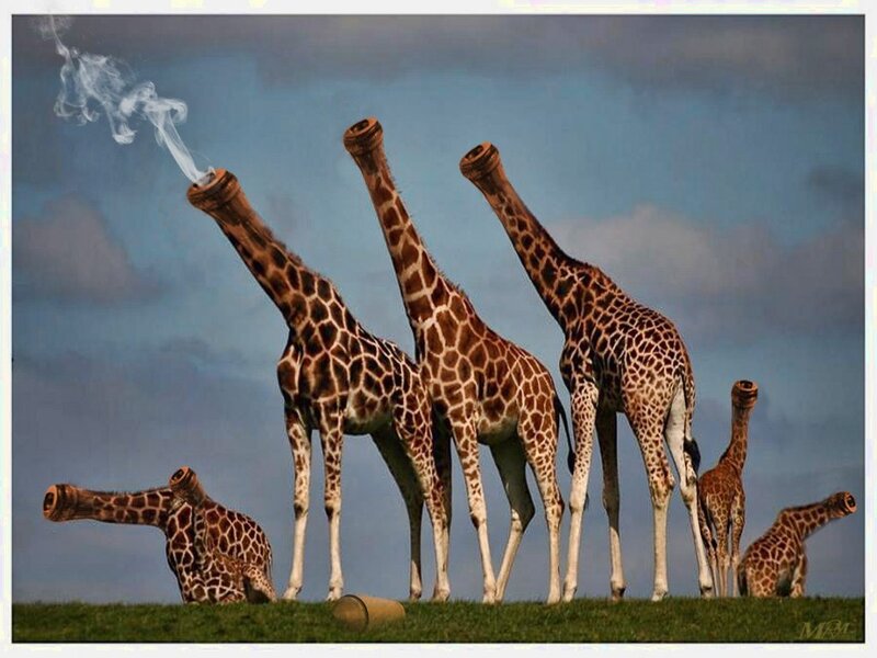 giraffes with smoking necks
